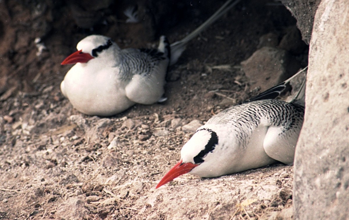 Red-billed Tropicbird - ML638597452