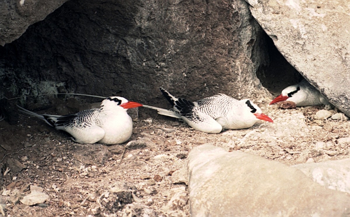 Red-billed Tropicbird - ML638597453