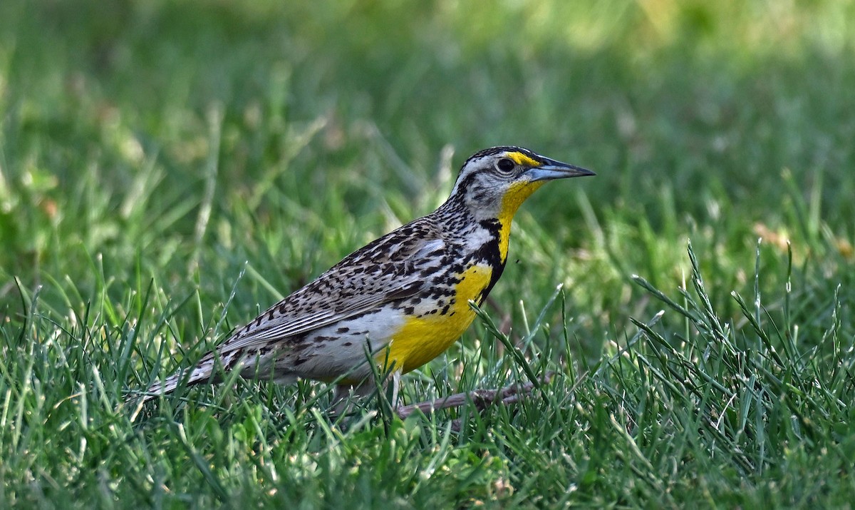 Western Meadowlark - ML638597457