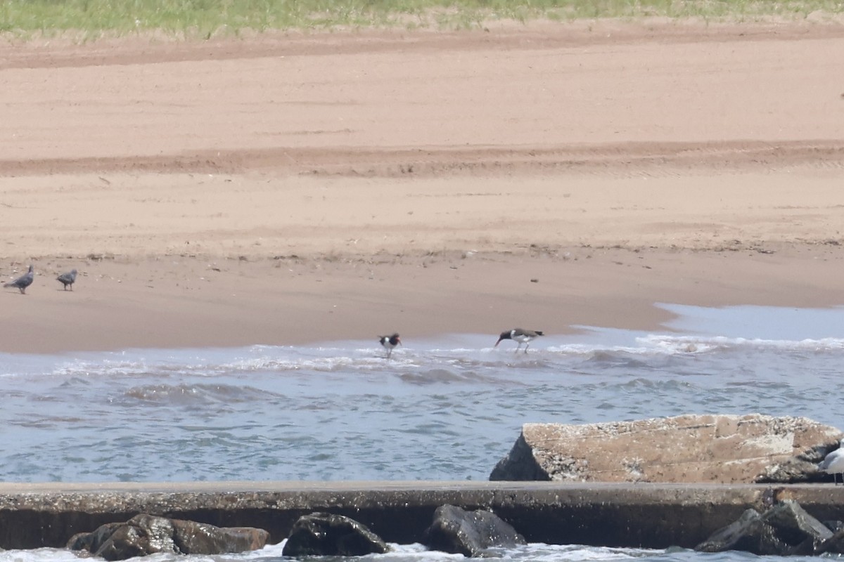 American Oystercatcher - ML638597470