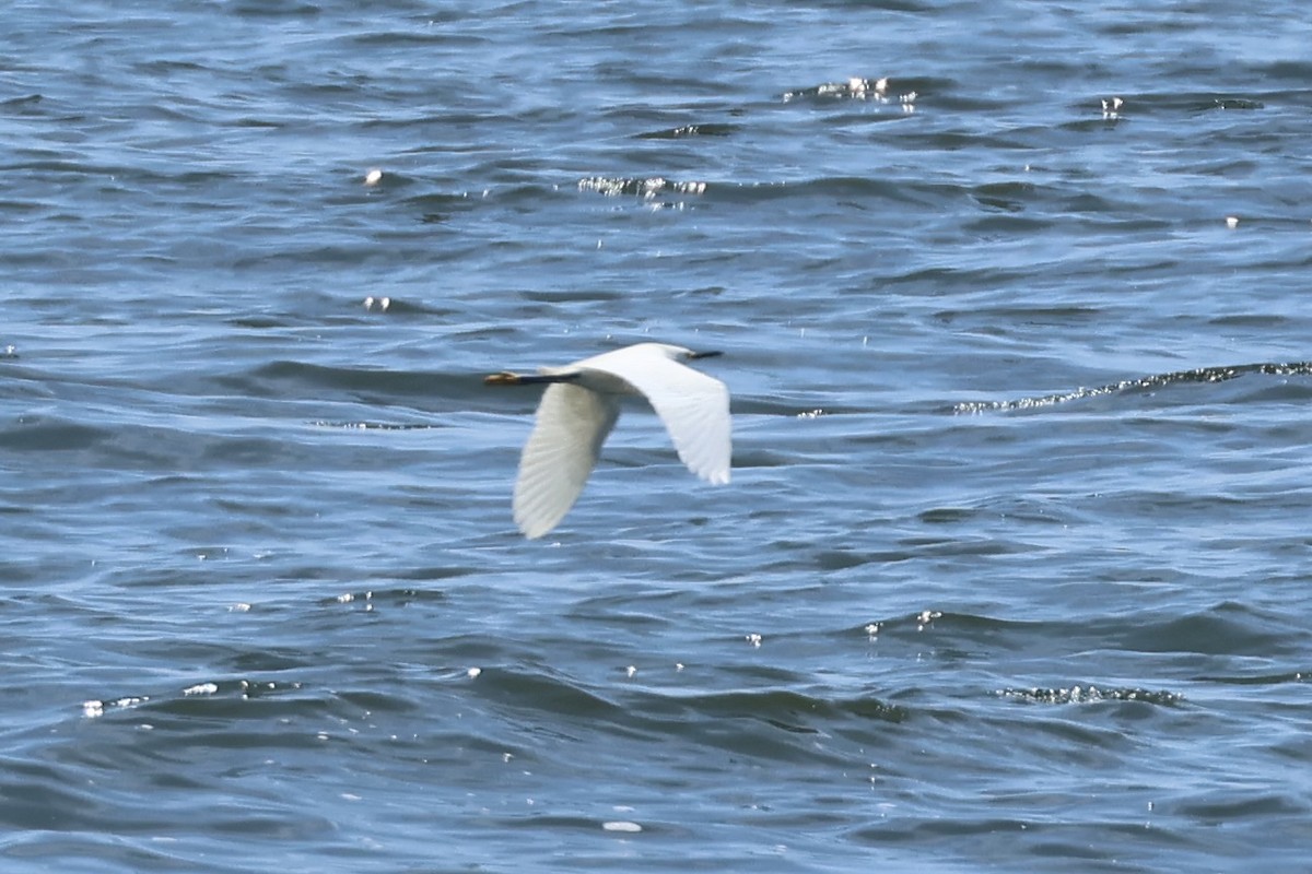 Snowy Egret - ML638597479