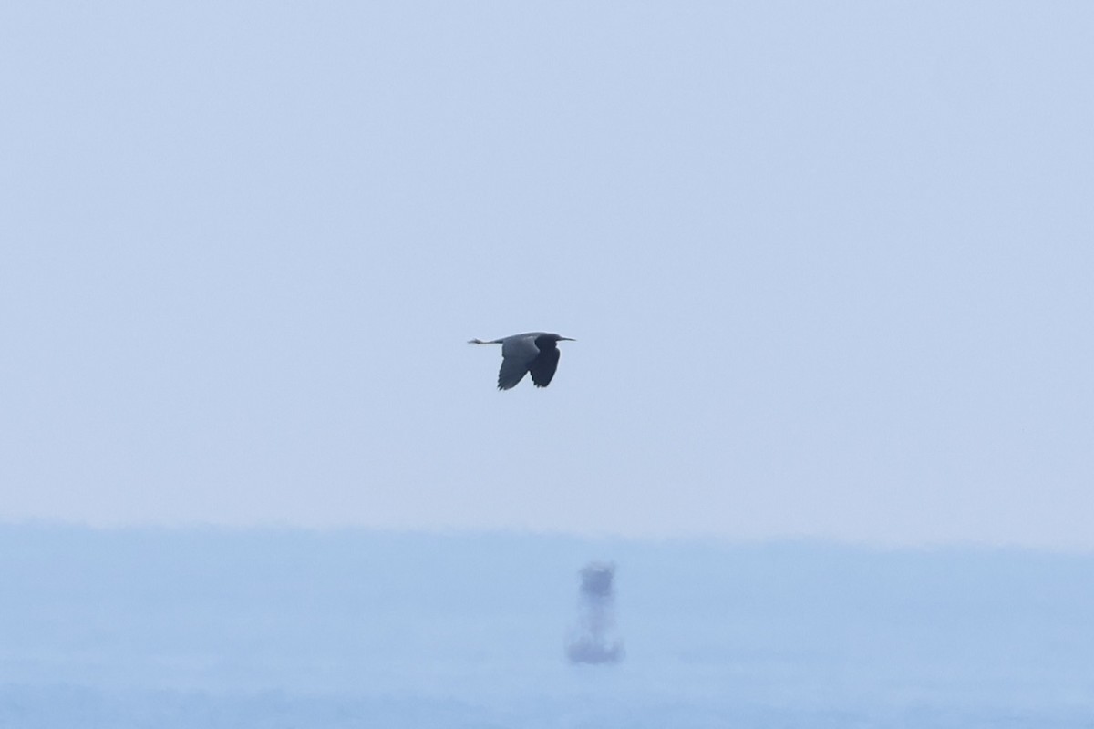 Little Blue Heron - ML638597488