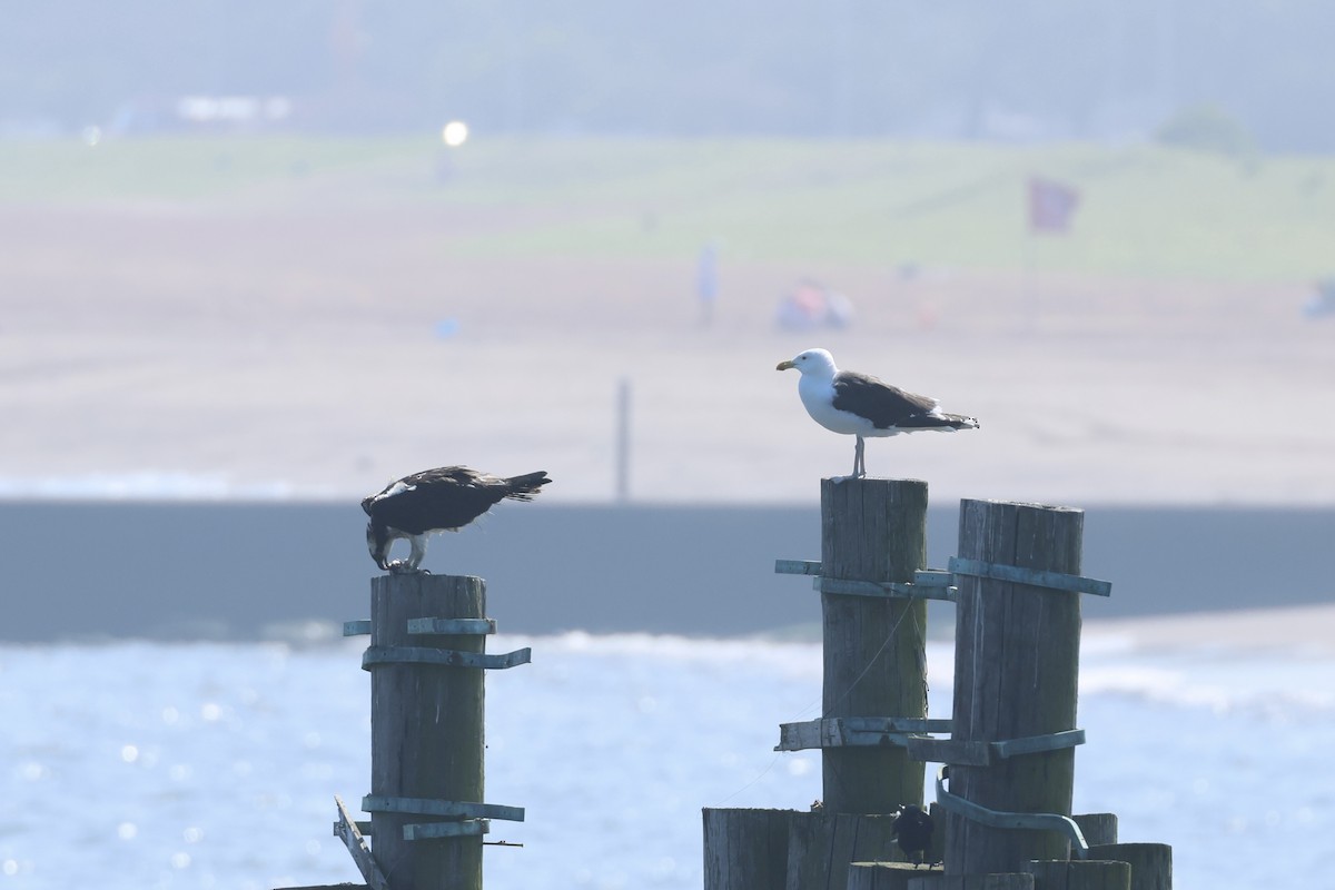 Osprey - ML638597506