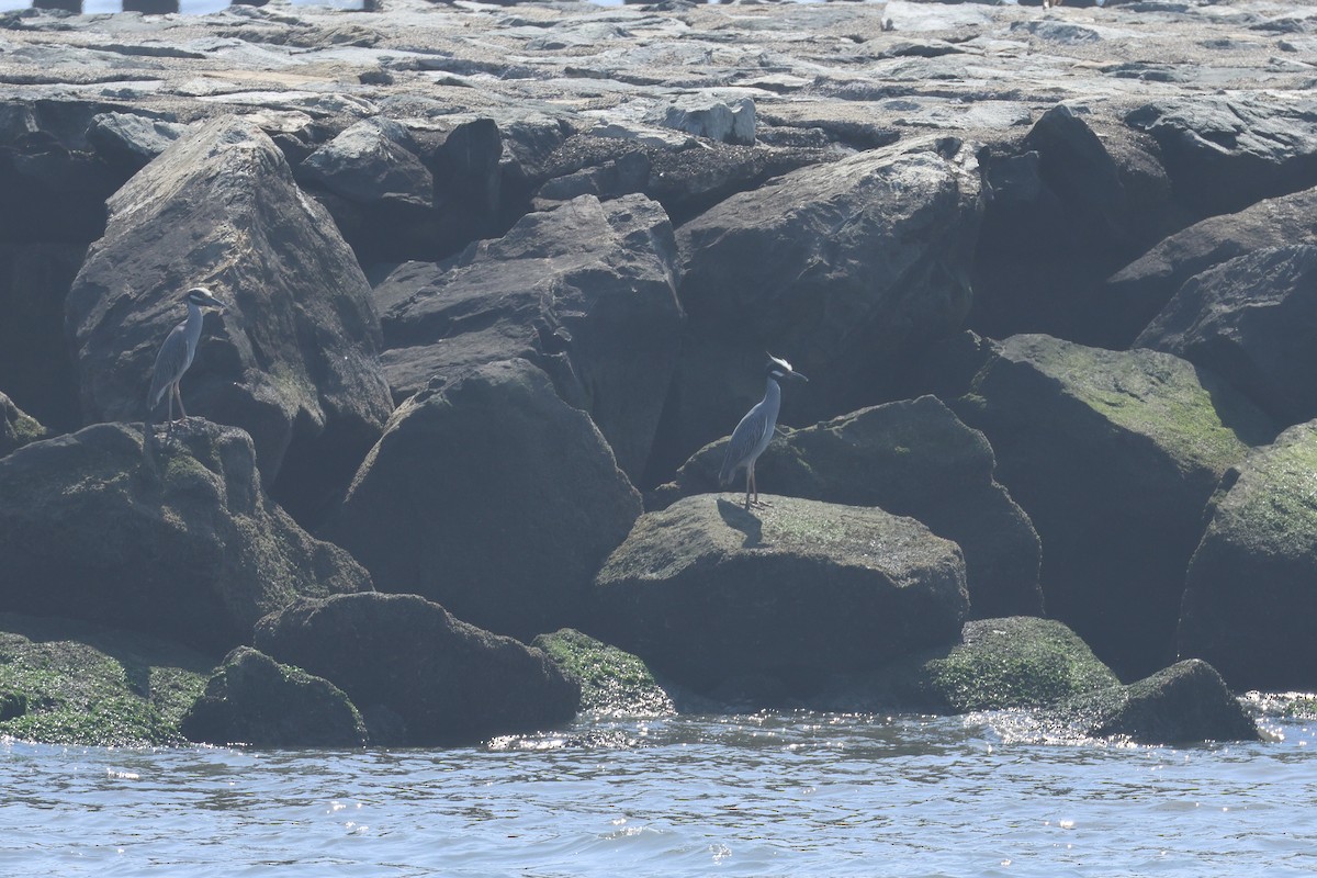Yellow-crowned Night Heron - ML638597513
