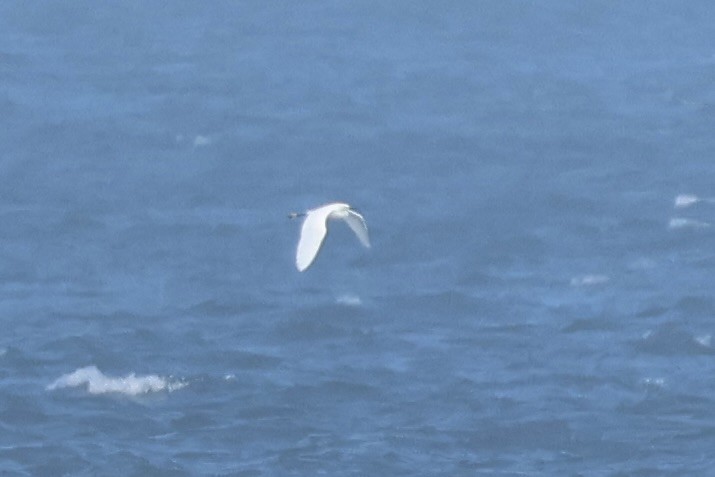 Snowy Egret - ML638597522
