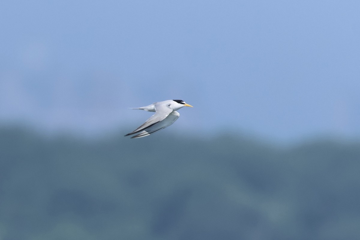 Least Tern - ML638597532