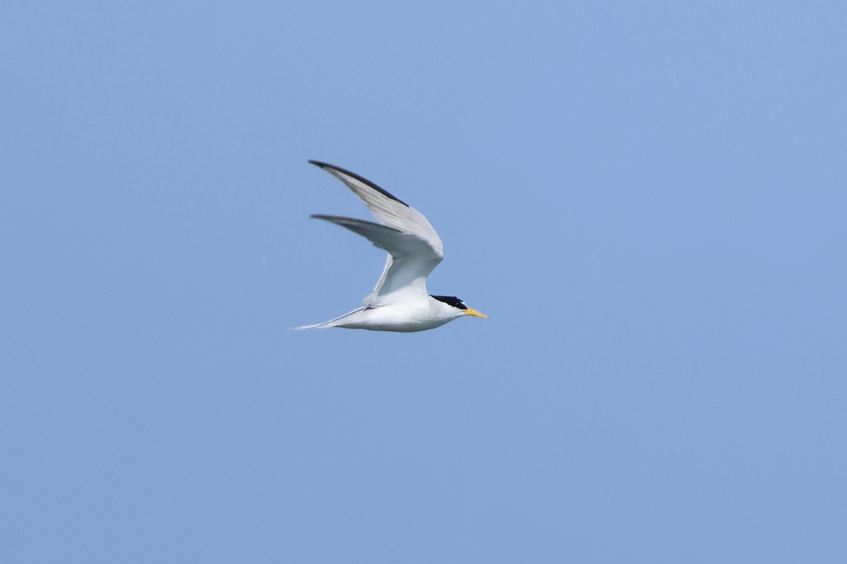 Least Tern - ML638597533