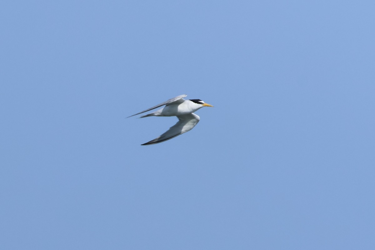Least Tern - ML638597534