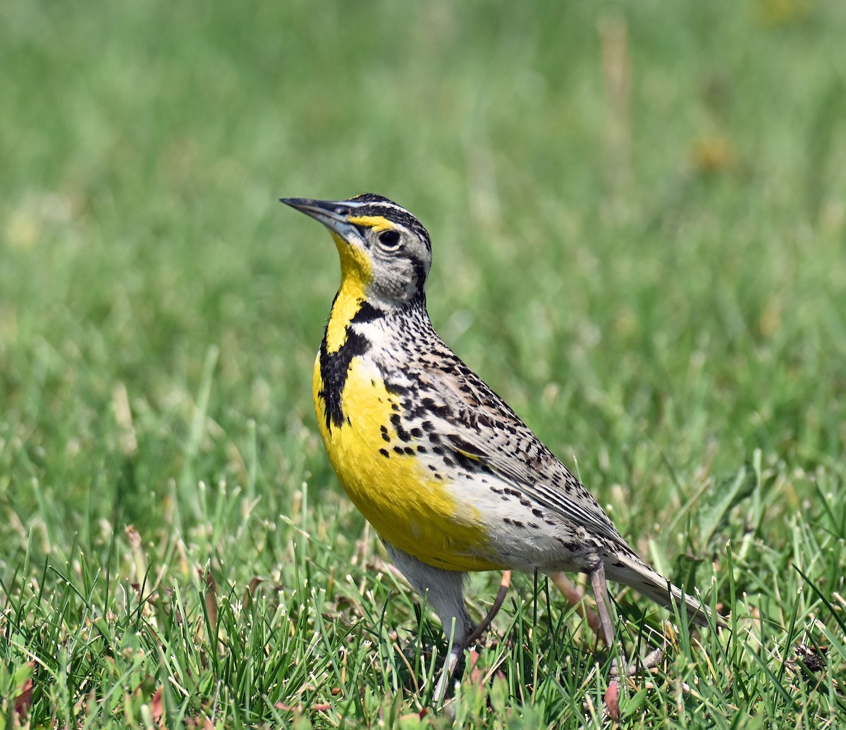 Western Meadowlark - ML638597535
