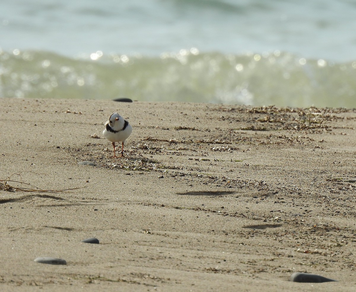 Piping Plover - ML638597536