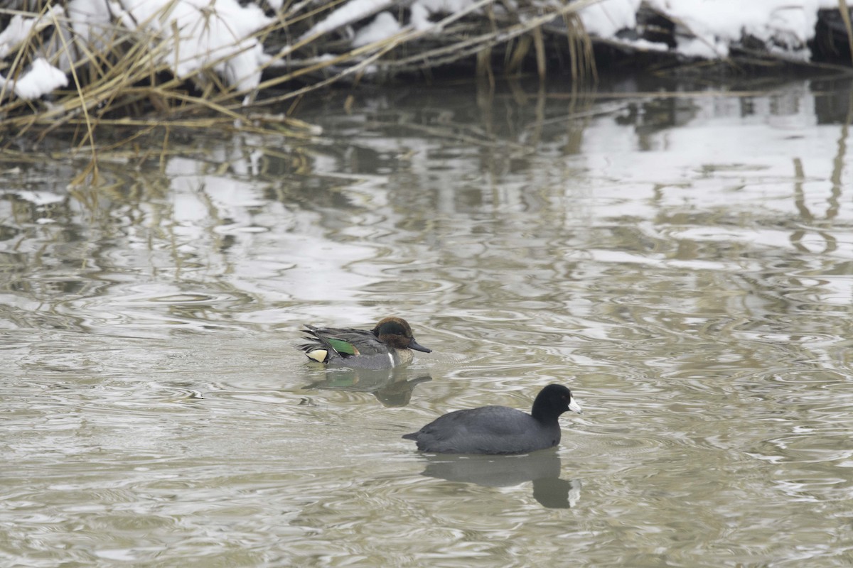 Çamurcun - ML638597543