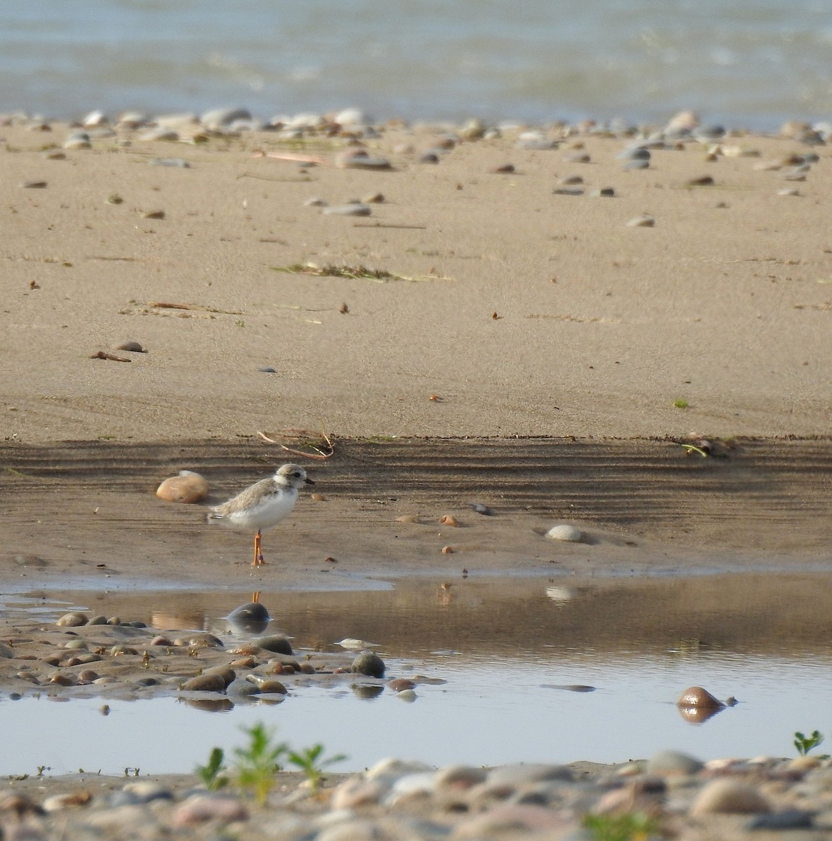 Piping Plover - ML638597544