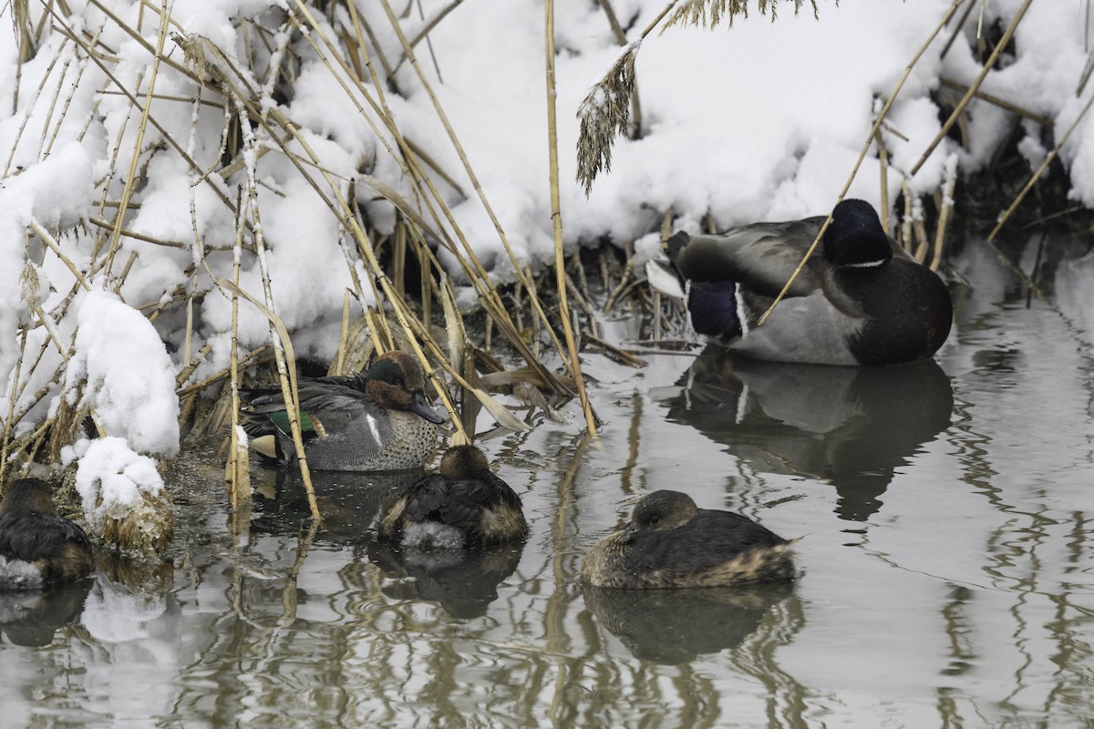 Çamurcun - ML638597545