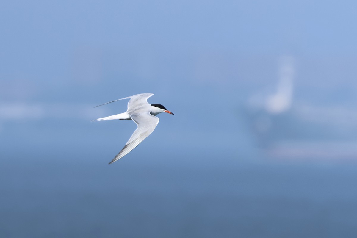 Common Tern - ML638597546