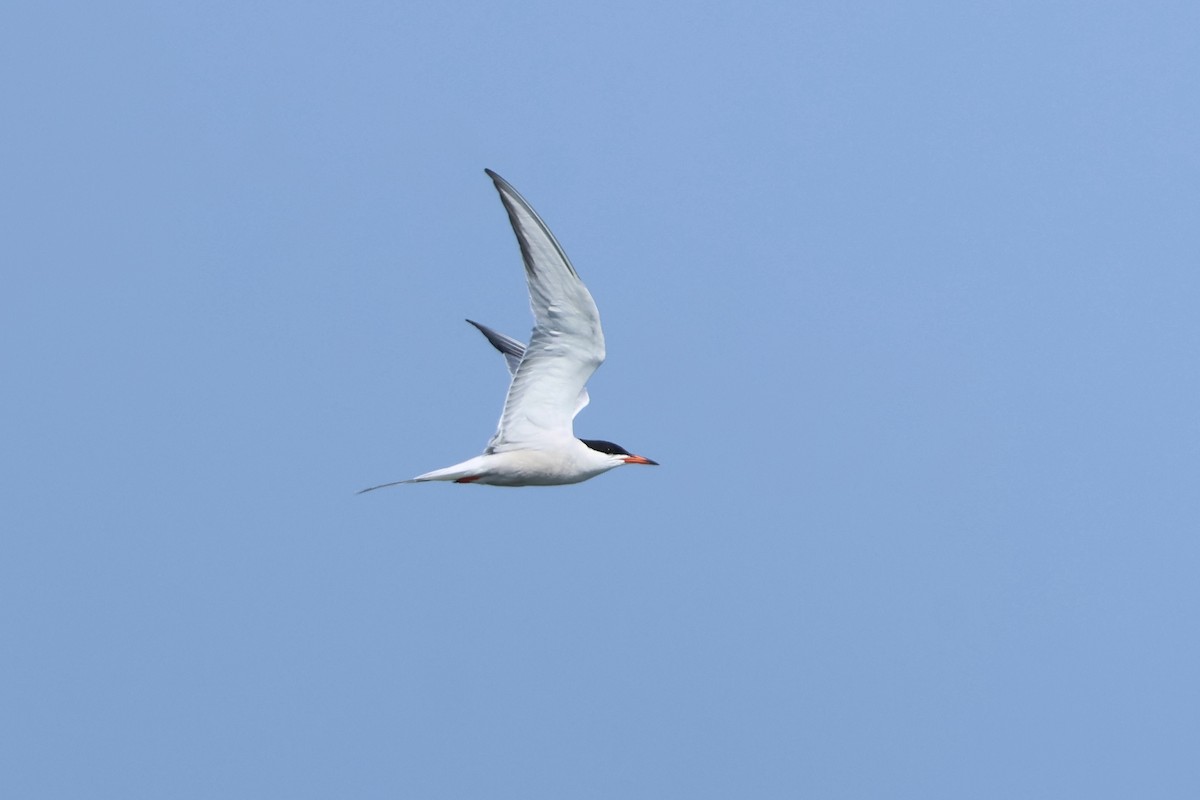 Common Tern - ML638597550