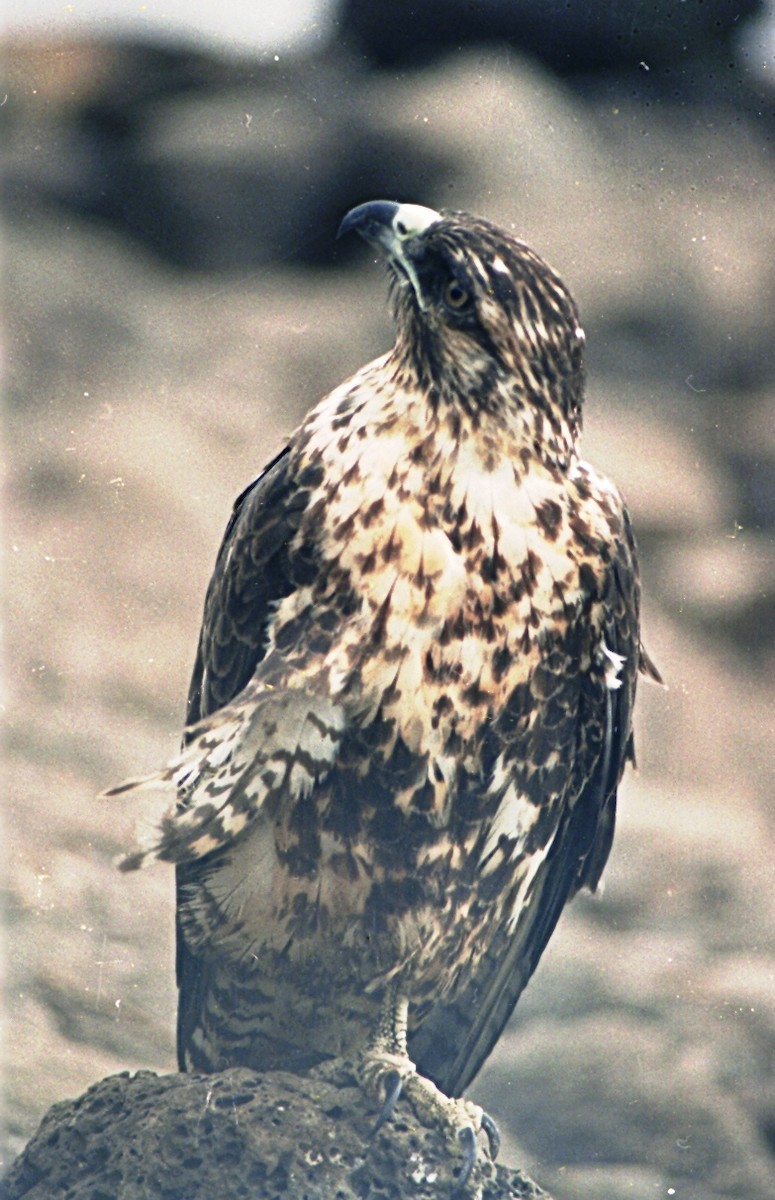 Galapagos Hawk - ML638597560