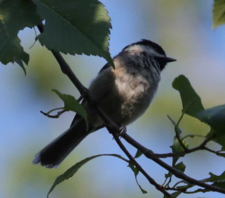 Carolina Chickadee - ML638597616