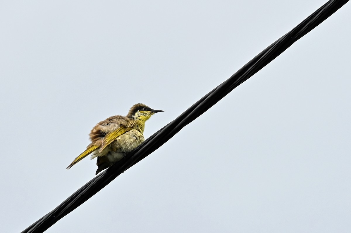 Varied Honeyeater - ML638597651