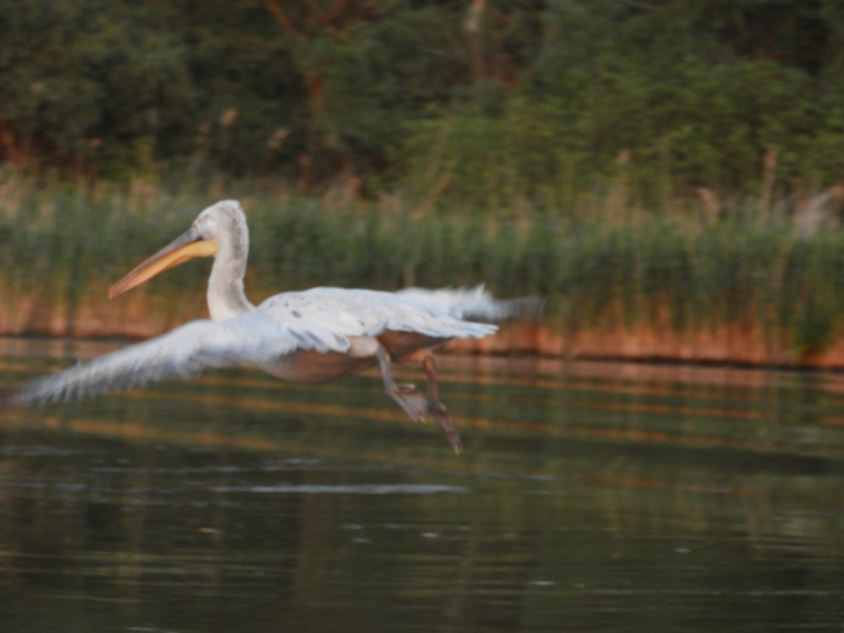 Dalmatian Pelican - ML638597680