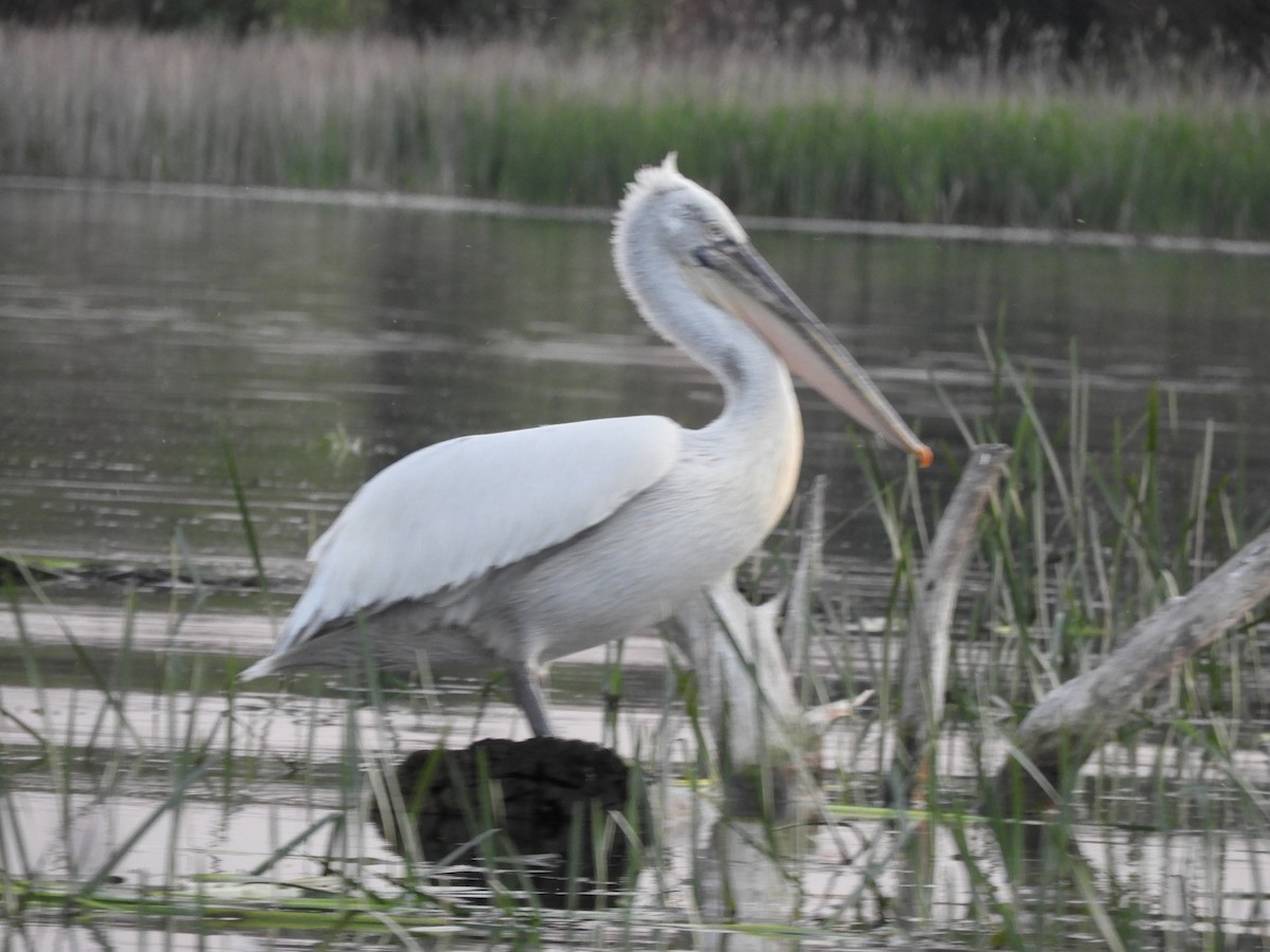 Dalmatian Pelican - ML638597685