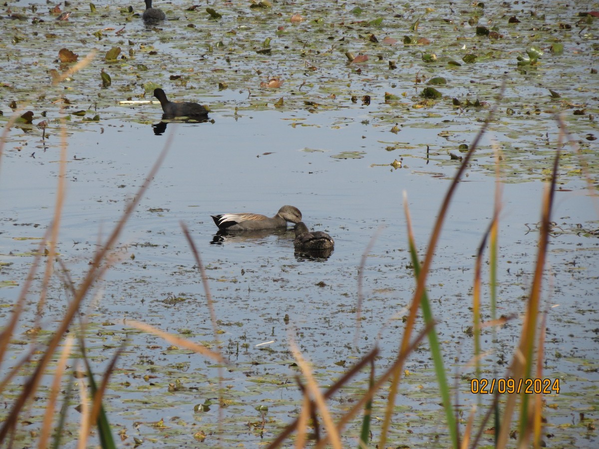 American Coot - ML638597741