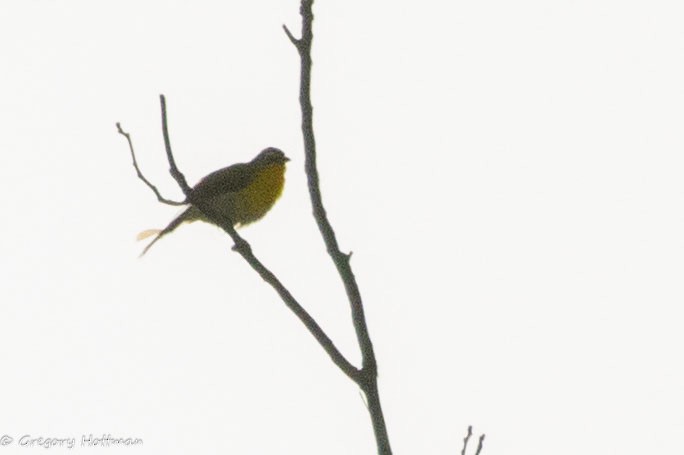 Yellow-breasted Chat - ML638597746
