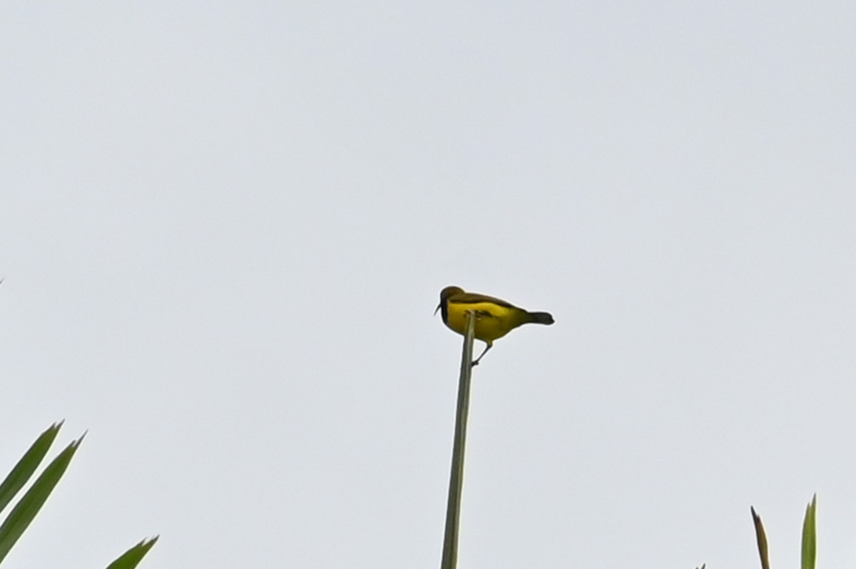 Sahul Sunbird - ML638597756