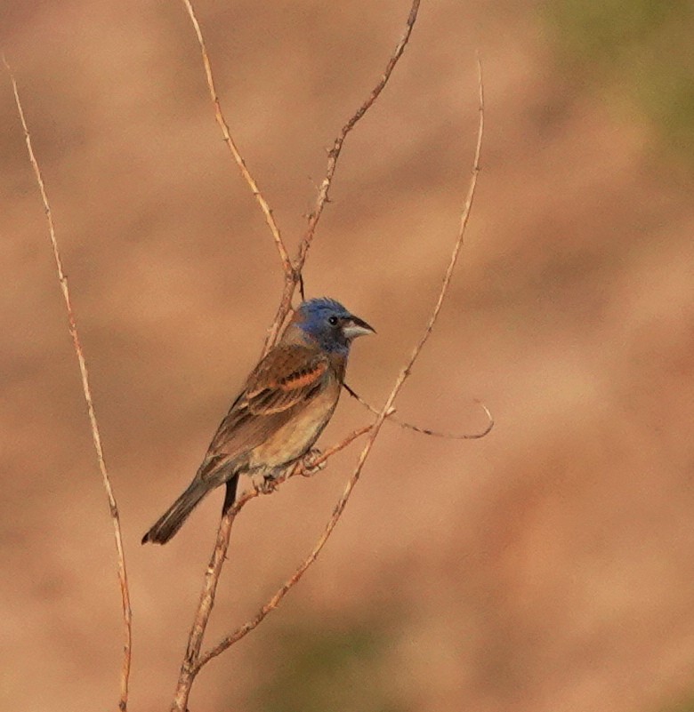 Blue Grosbeak - ML638597758
