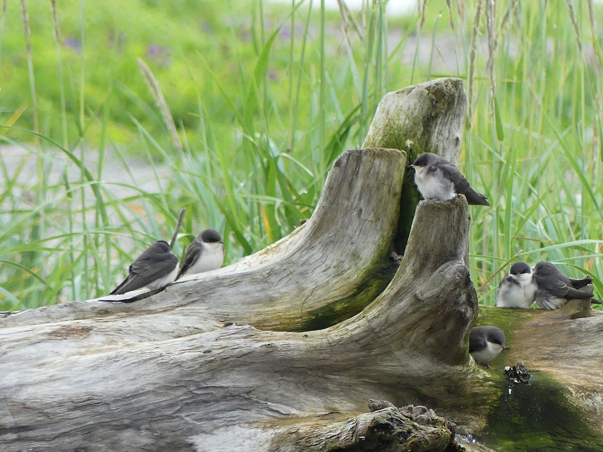 Tree Swallow - ML638597759