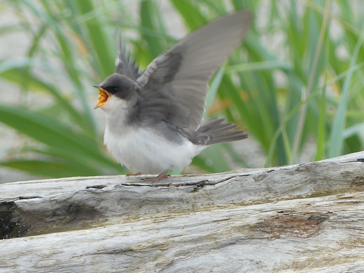 Tree Swallow - ML638597760