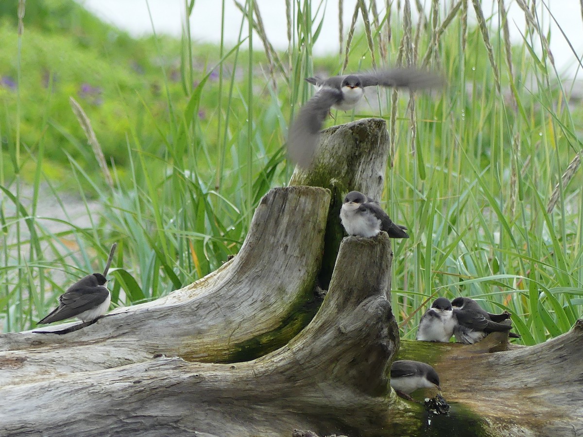 Tree Swallow - ML638597762