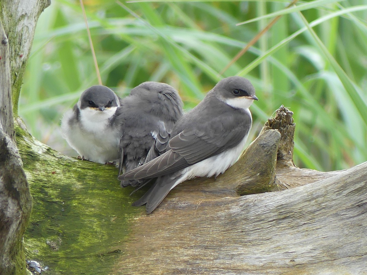 Tree Swallow - ML638597763