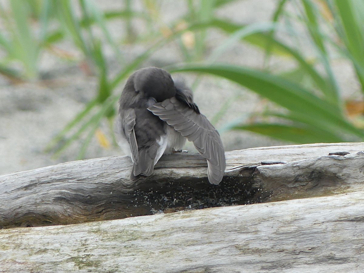 Tree Swallow - ML638597764