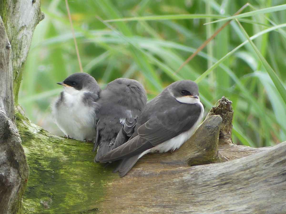 Tree Swallow - ML638597766
