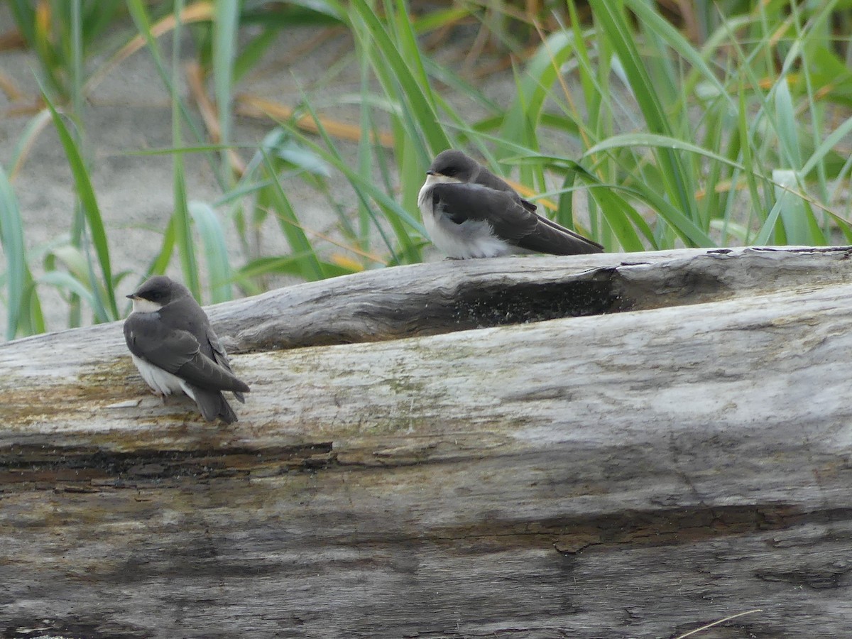 Tree Swallow - ML638597767