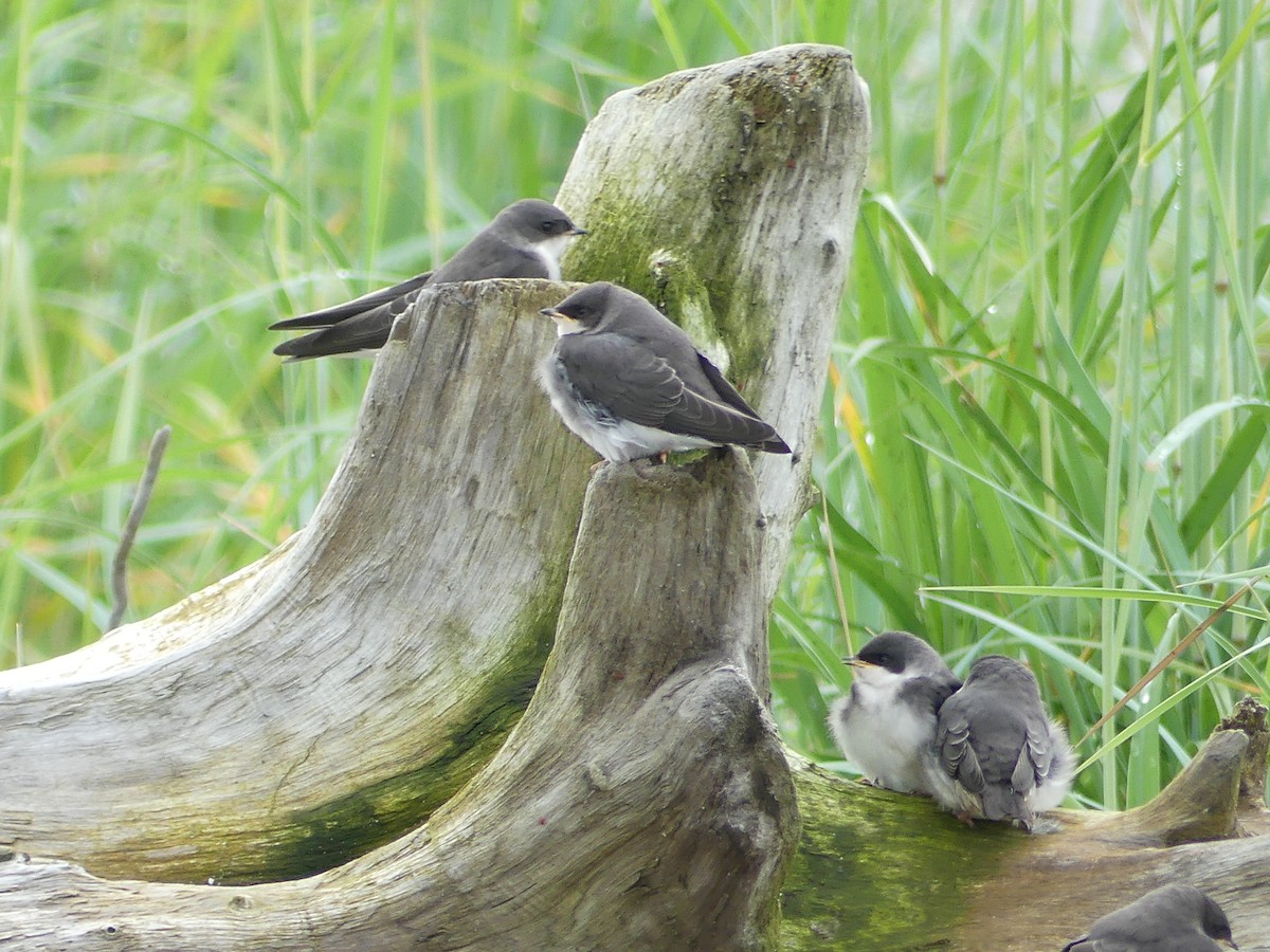 Tree Swallow - ML638597769