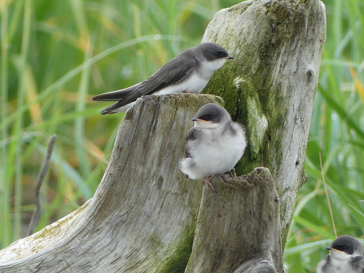 Tree Swallow - ML638597770