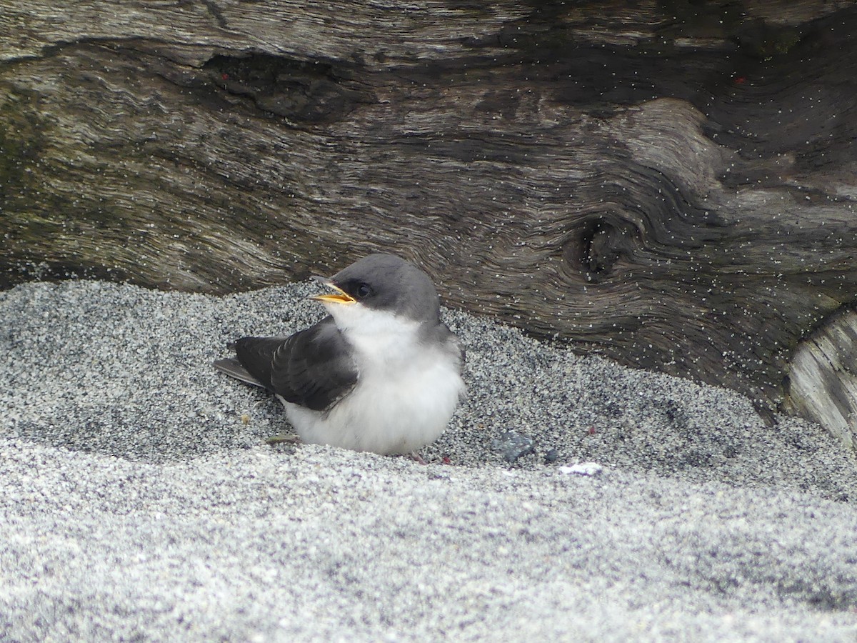 Tree Swallow - ML638597771