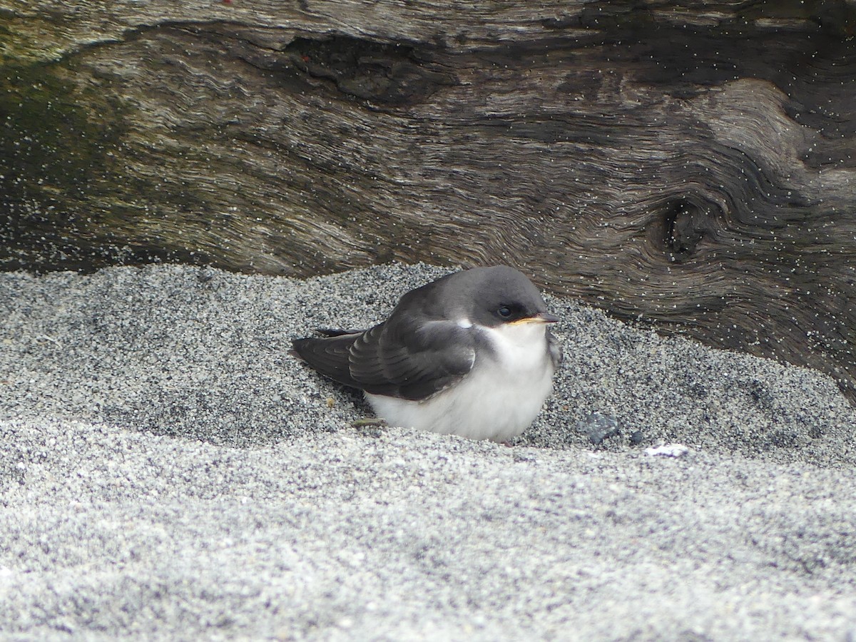 Tree Swallow - ML638597772
