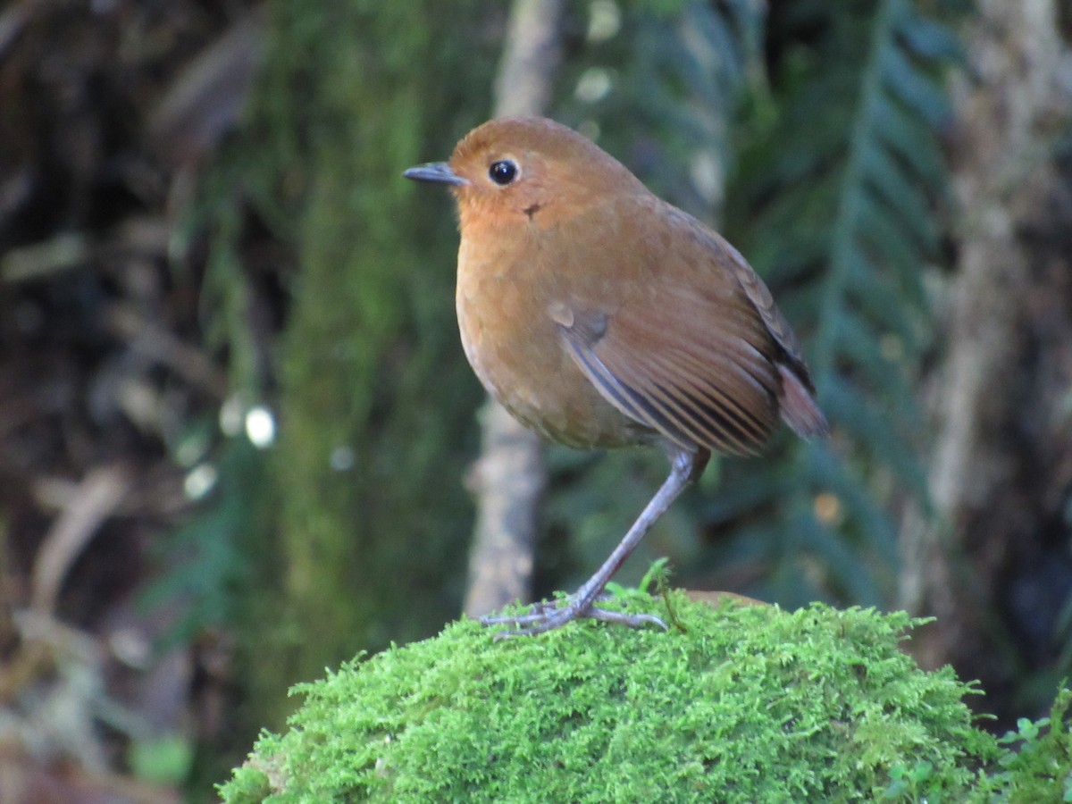 Equatorial Antpitta - ML638597778
