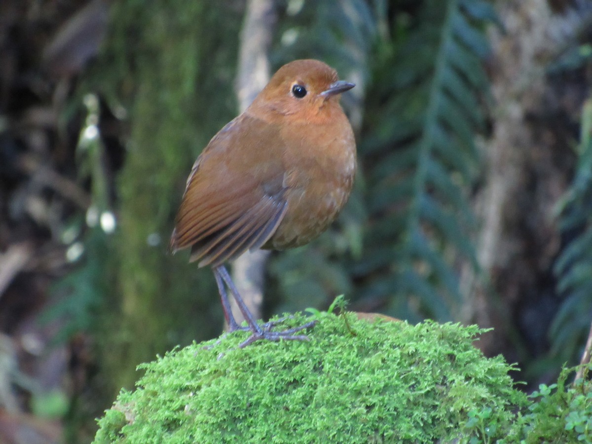 Equatorial Antpitta - ML638597784