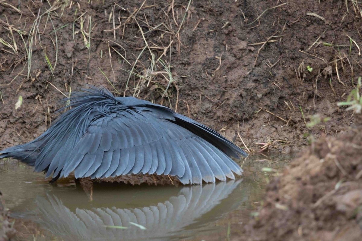 Black Heron - ML638597818
