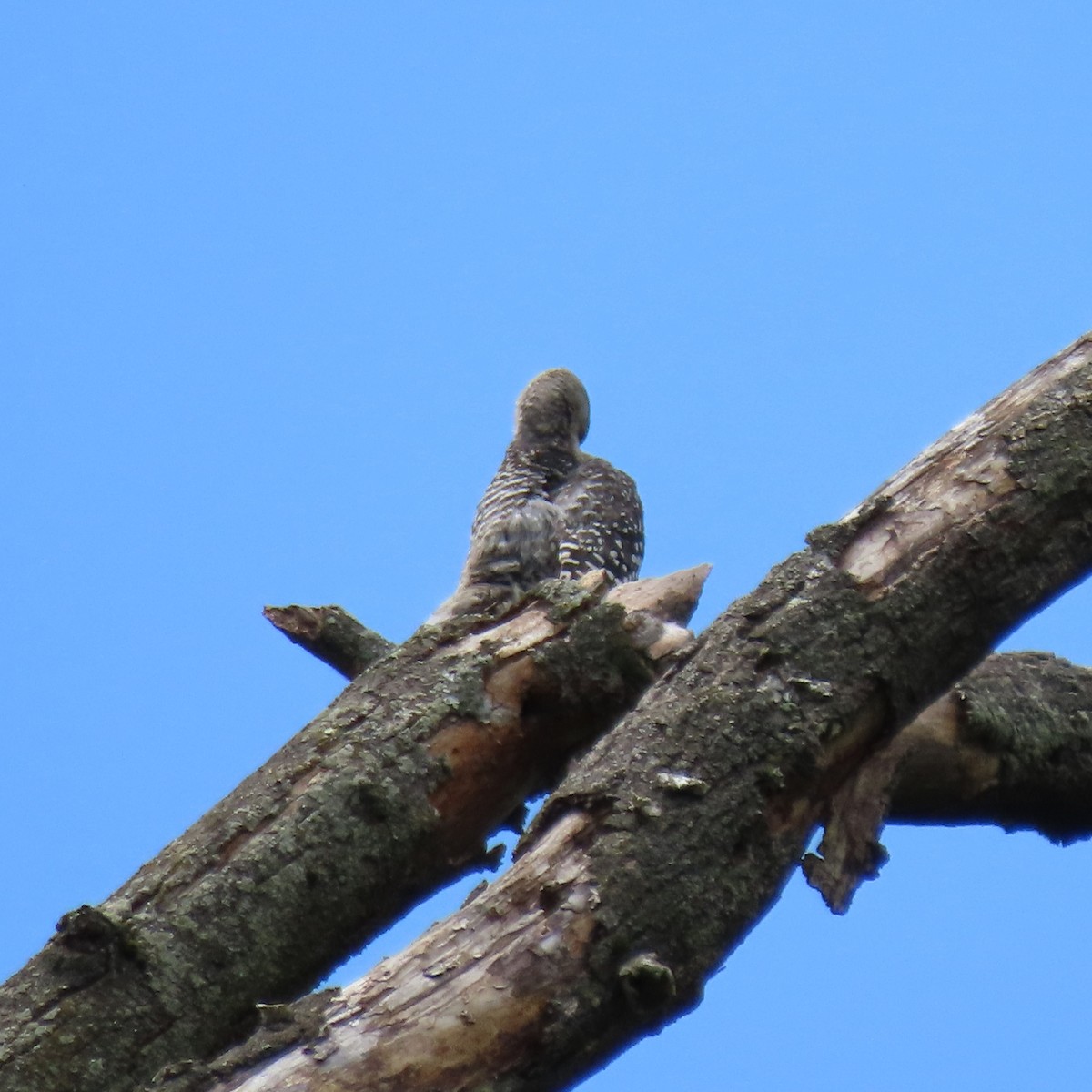 Red-bellied Woodpecker - ML638597822