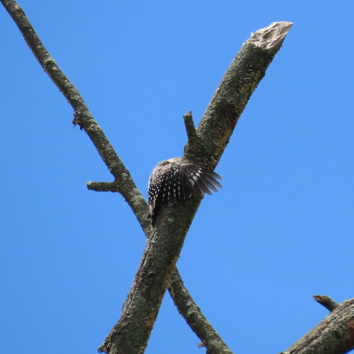 Red-bellied Woodpecker - ML638597823