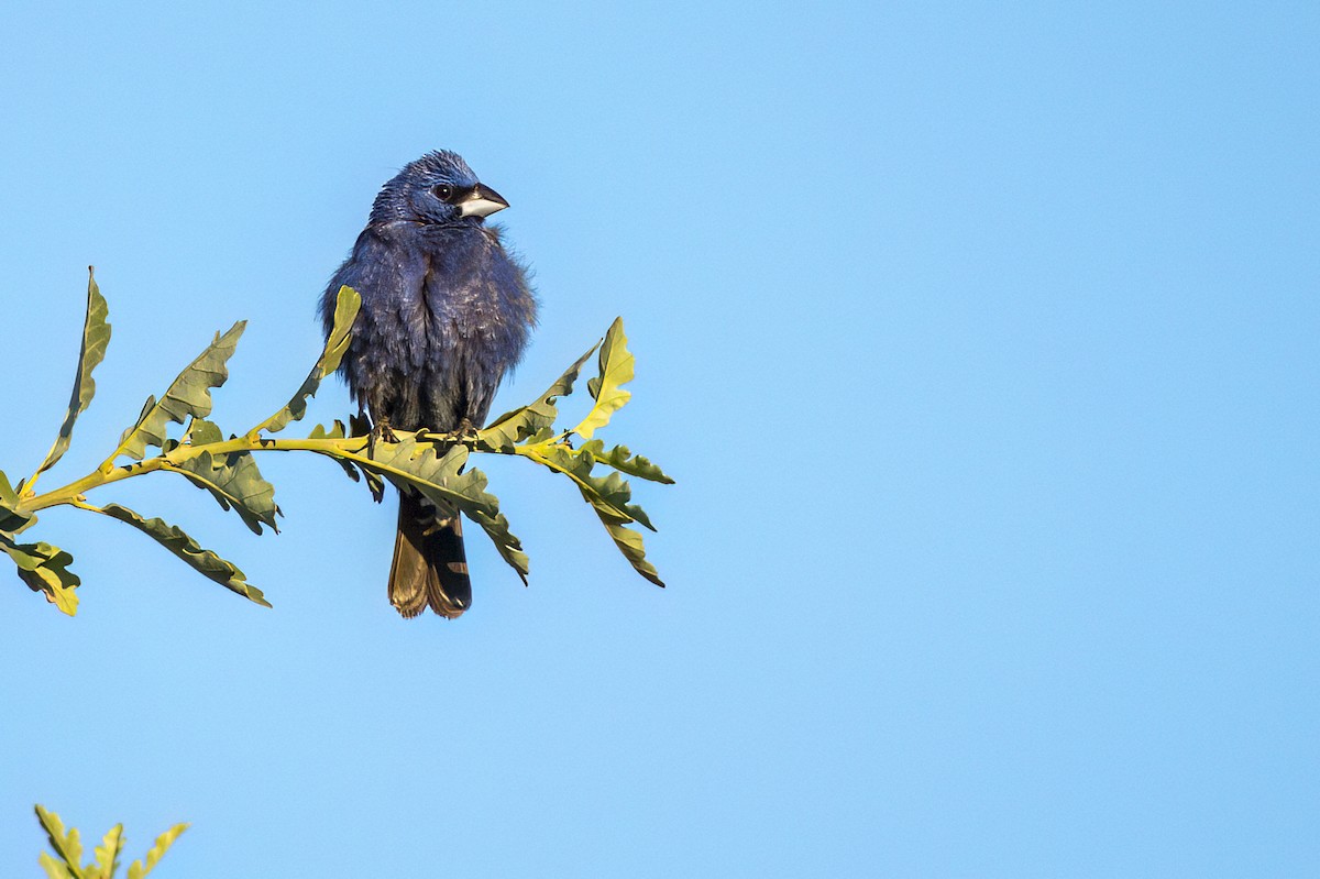 Blue Grosbeak - ML638597830
