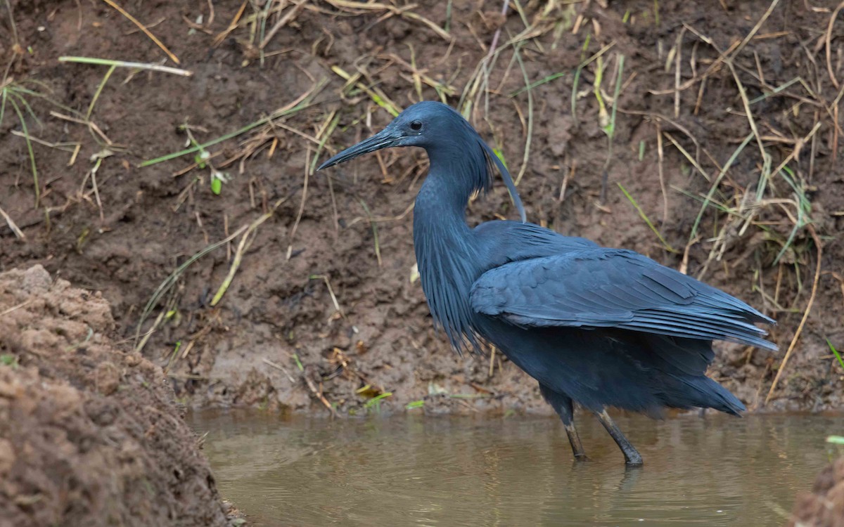 Black Heron - ML638597831