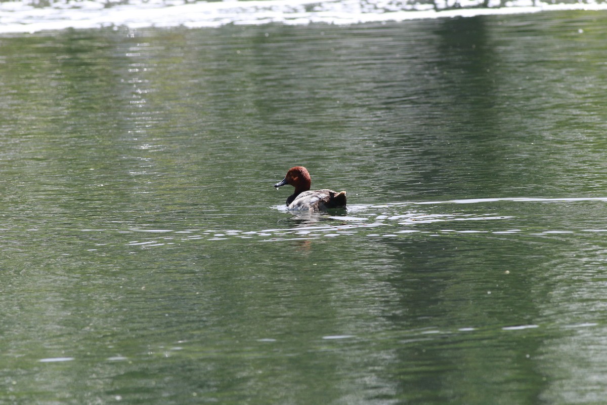 Redhead - ML638597865