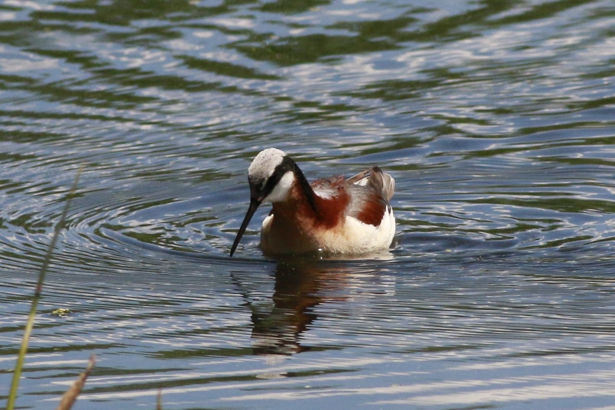 Falaropo Tricolor - ML638597884