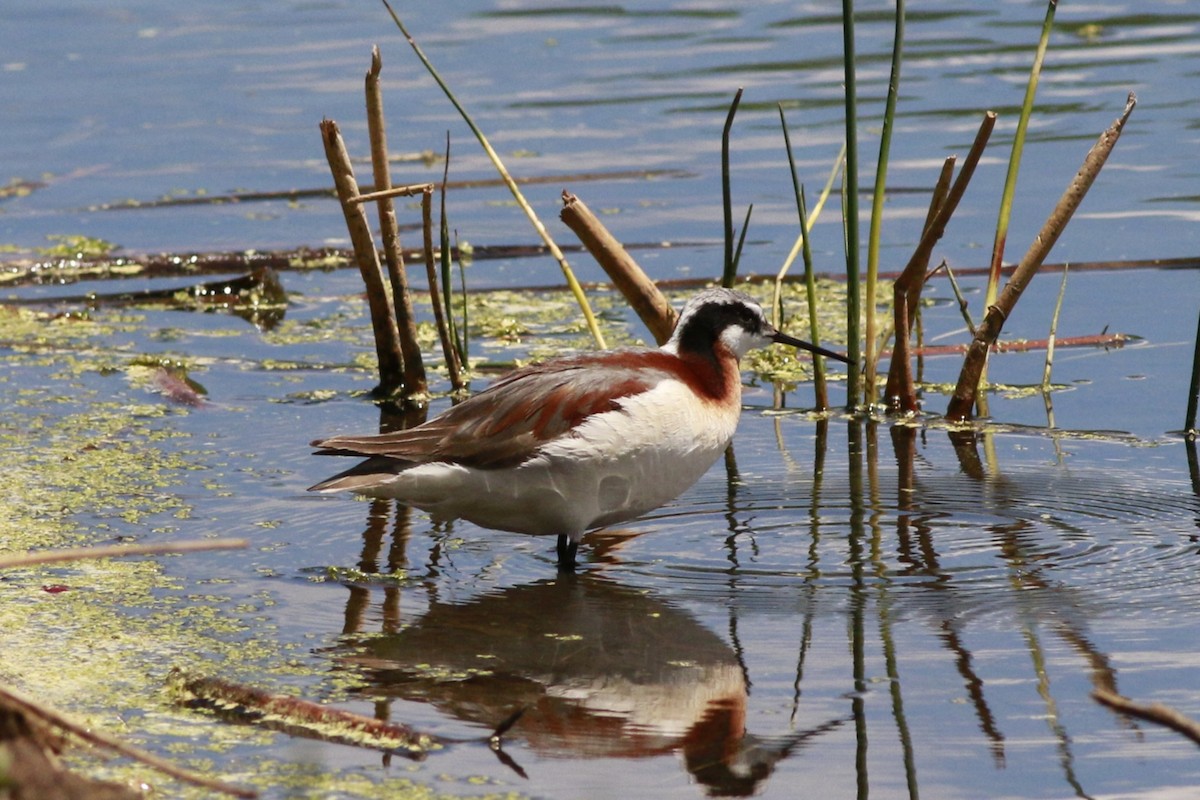 Falaropo Tricolor - ML638597885