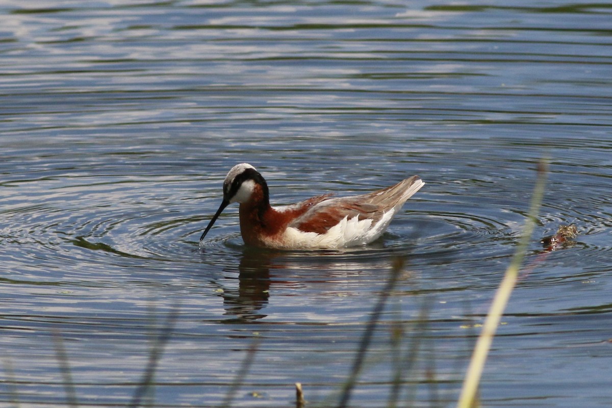 Falaropo Tricolor - ML638597887